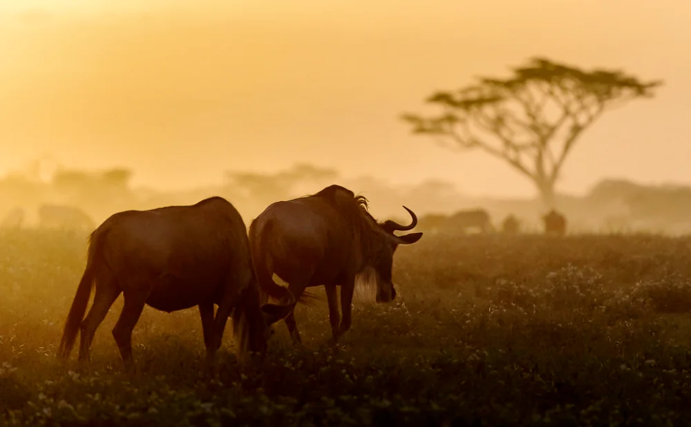 
11 Days Witnessing Tanzania Great Migration