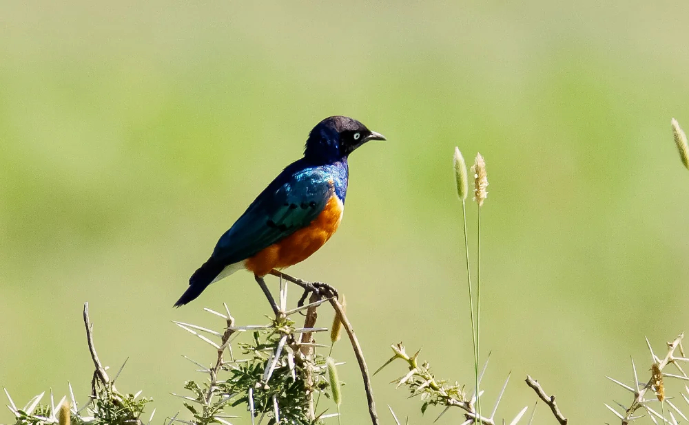 
Serengeti National Park