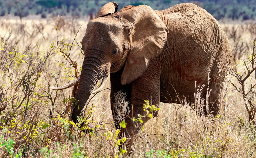 
Tarangire National Park