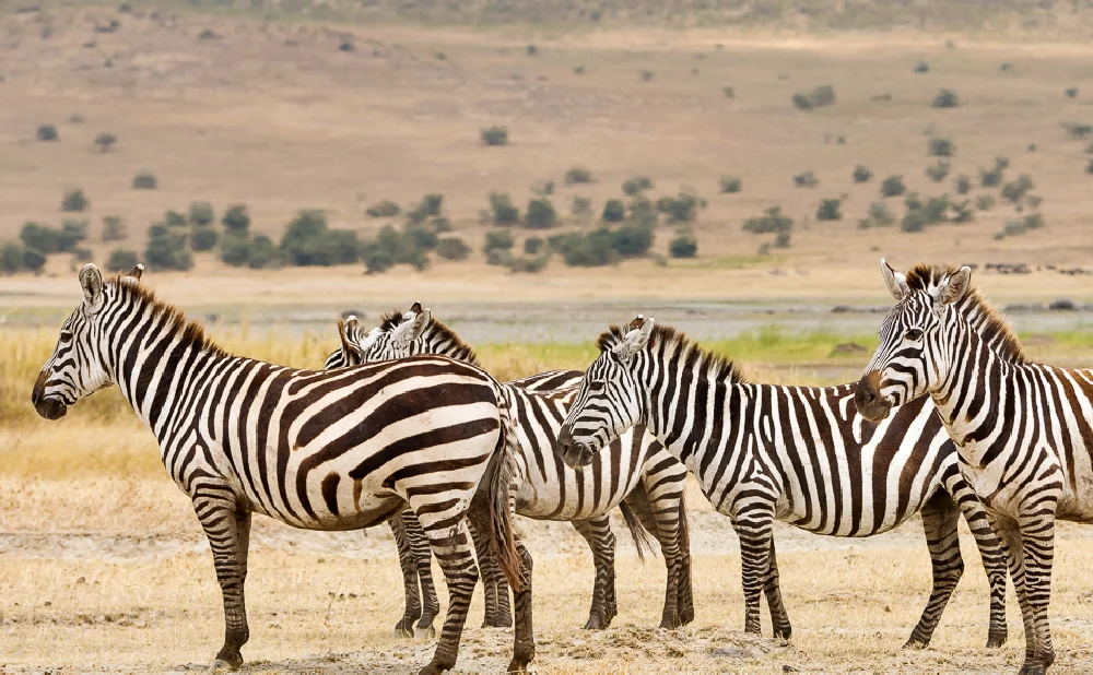 
Ngorongoro Conservation Area