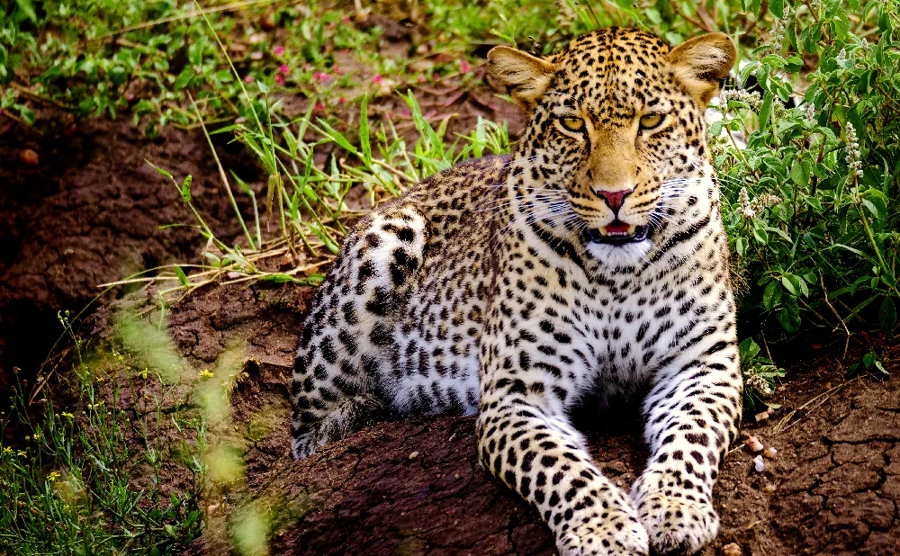 
Amazing Wildlife  Of Africa