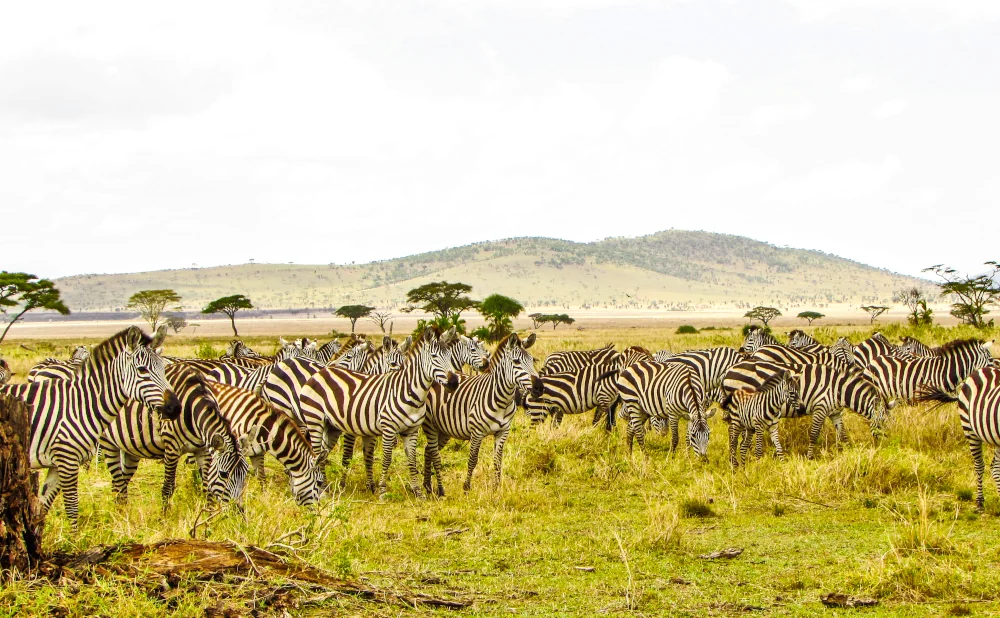 
When to Travel to Tanzania