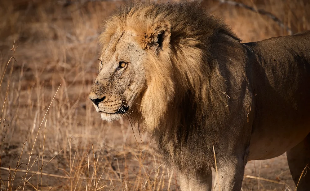 
Ruaha National Park