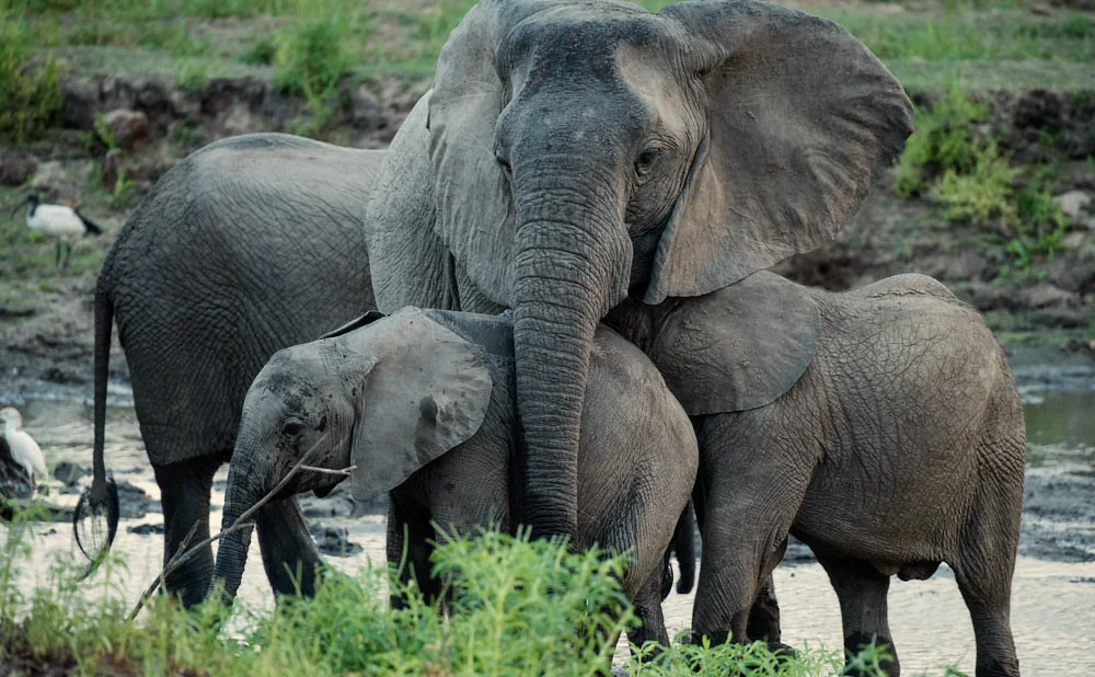 
Nyerere National Park