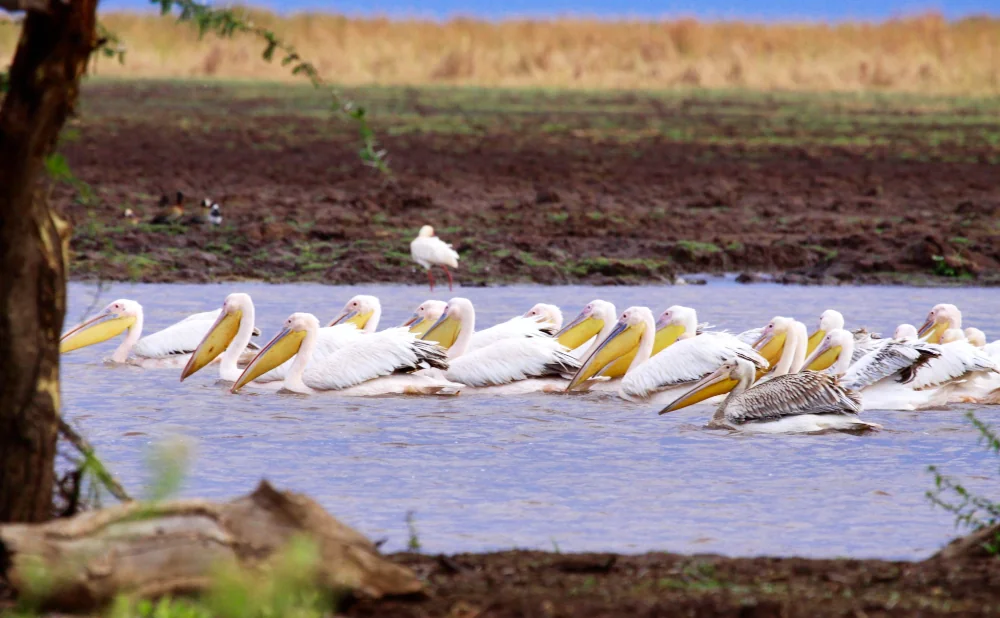 
Lake Manyara National Park